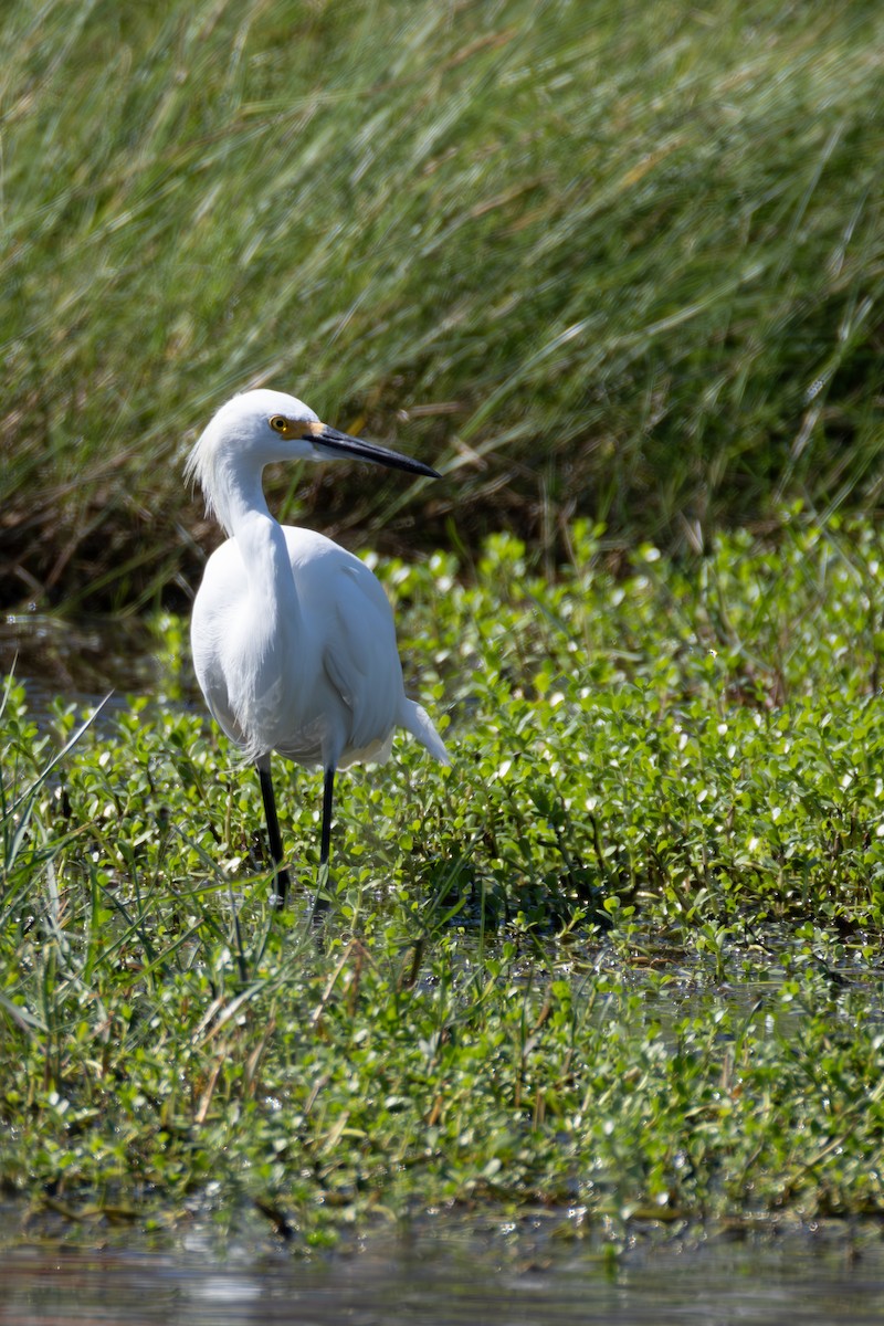 Snowy Egret - ML624201957