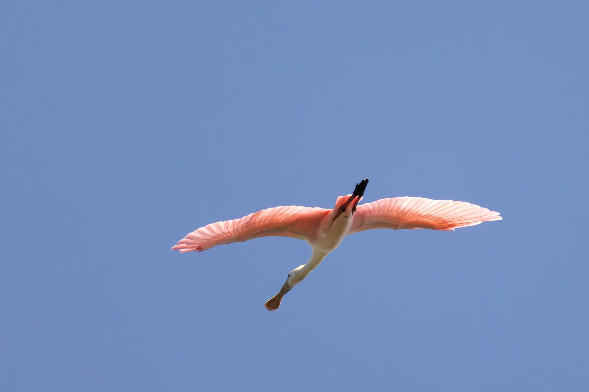 Roseate Spoonbill - ML624201975