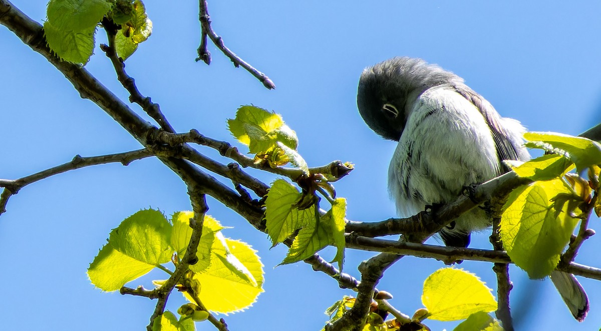 Blue-gray Gnatcatcher - ML624201979