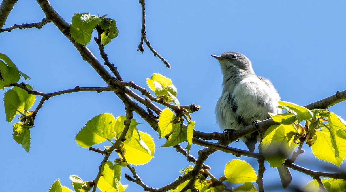 Blue-gray Gnatcatcher - ML624201981