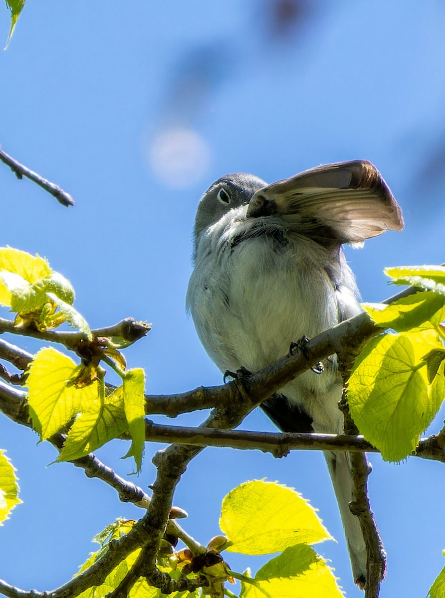 Blue-gray Gnatcatcher - ML624201983