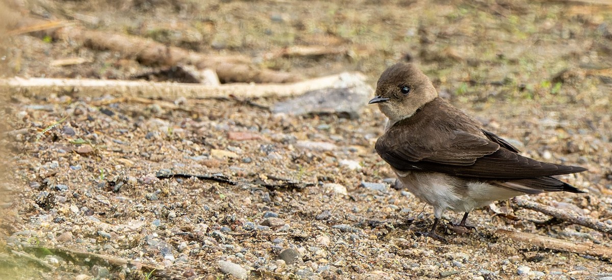 Northern Rough-winged Swallow - ML624201988