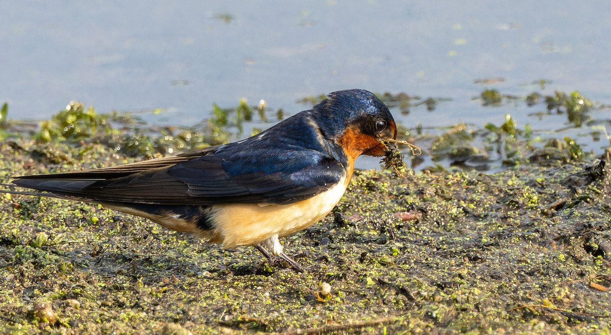 Barn Swallow - ML624201990