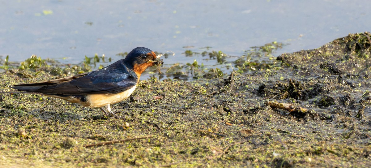 Barn Swallow - ML624201991