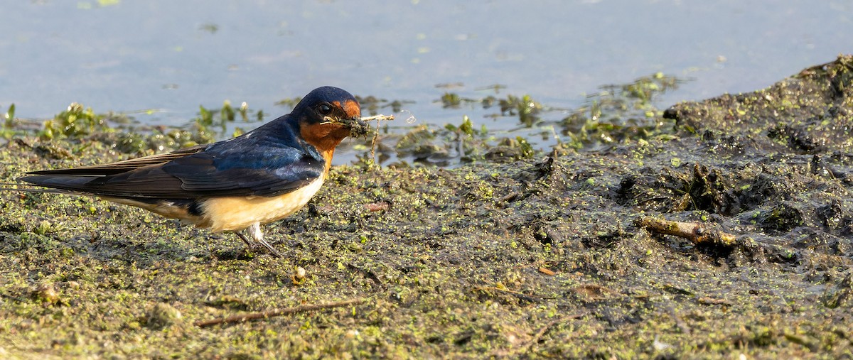 Barn Swallow - ML624201992