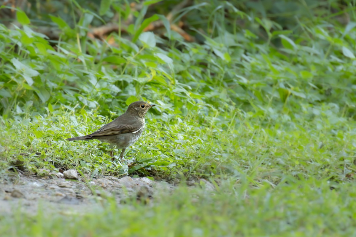 Swainson's Thrush - ML624201995