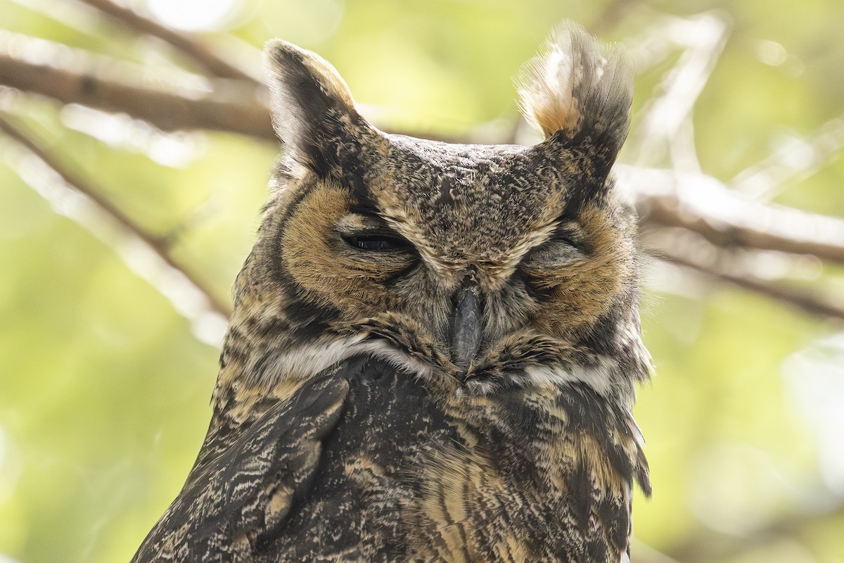 Great Horned Owl - ML624201996