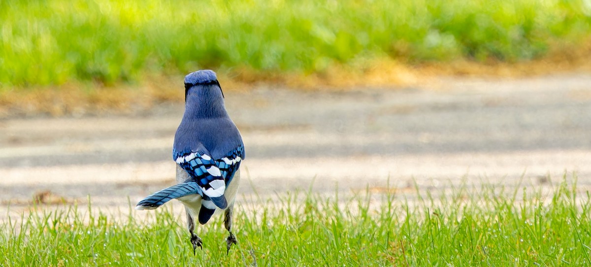 Blue Jay - Tara Plum