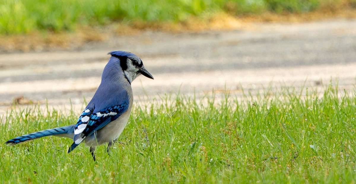 Blue Jay - Tara Plum