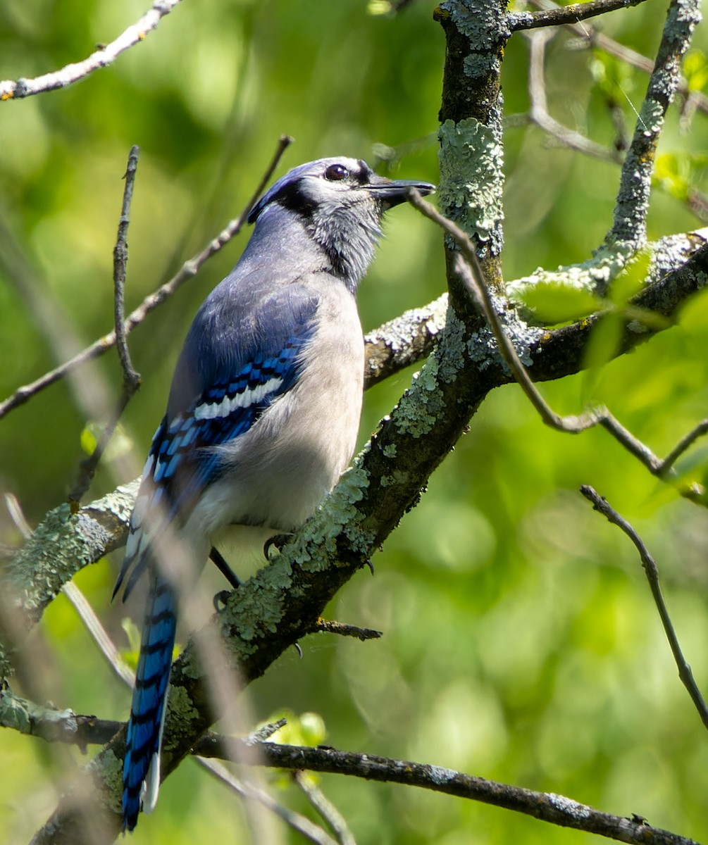 Blue Jay - Tara Plum