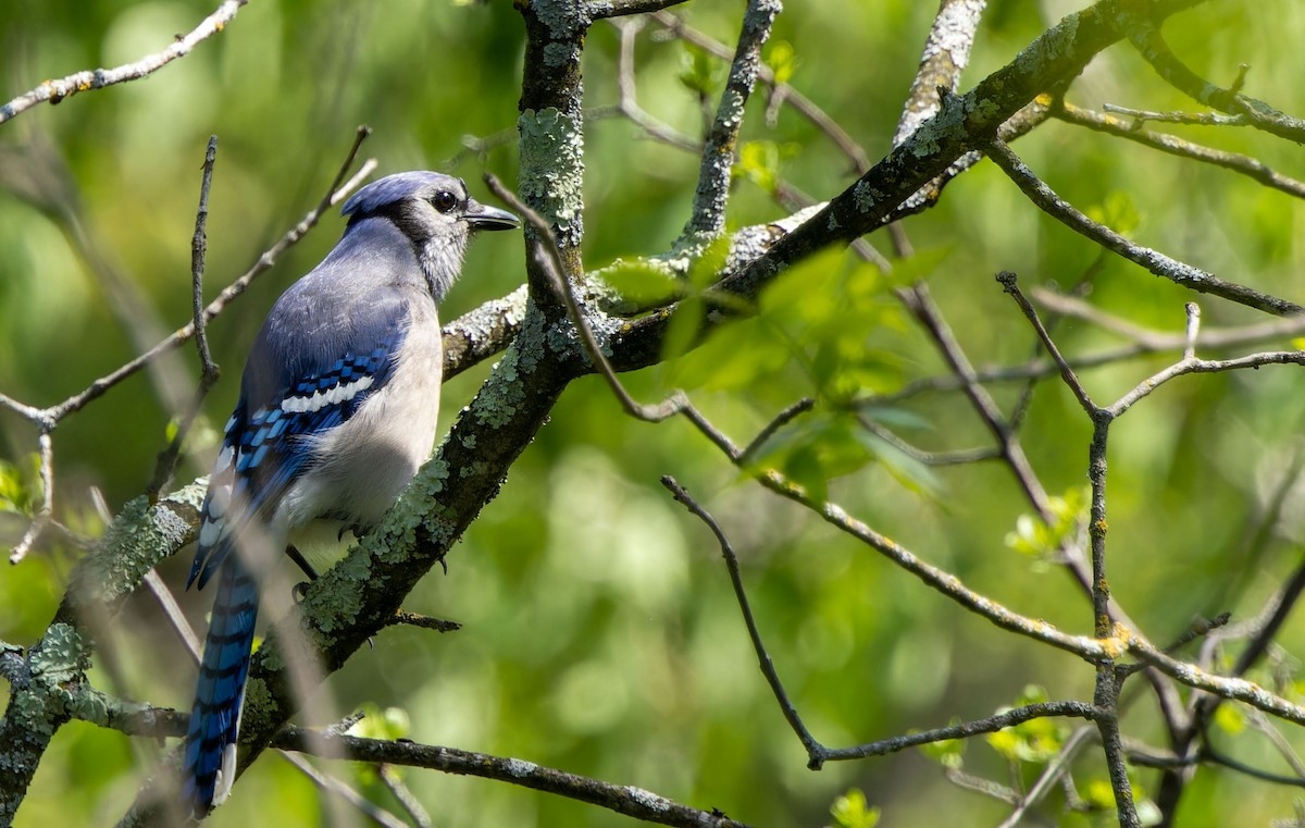 Blue Jay - Tara Plum