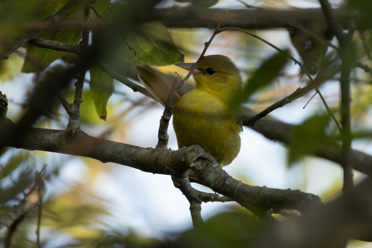 Orchard Oriole - ML624202006