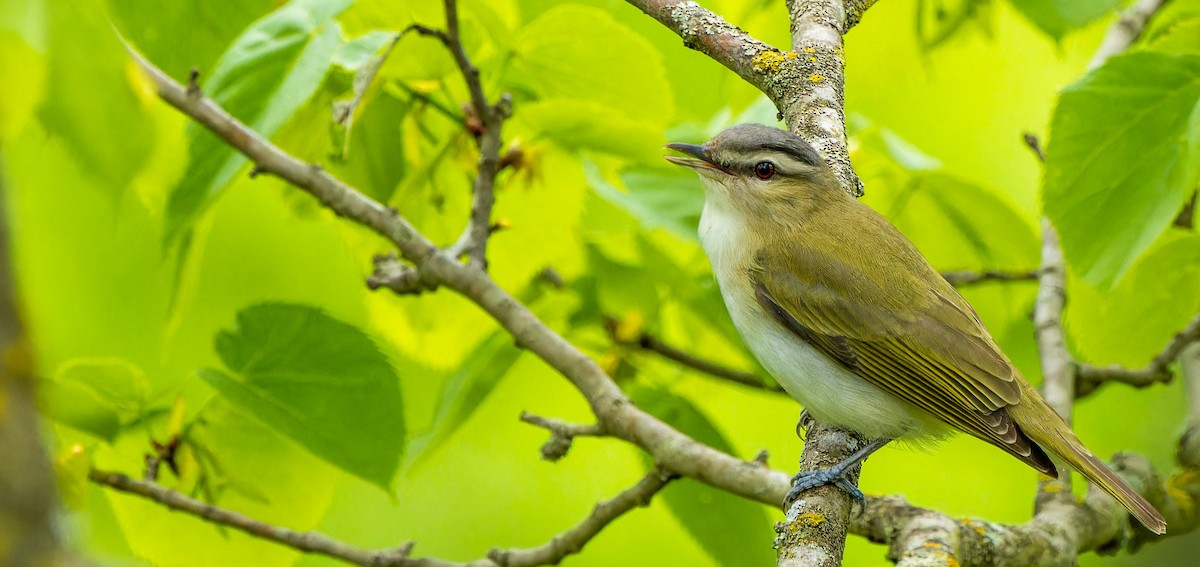 rødøyevireo - ML624202009