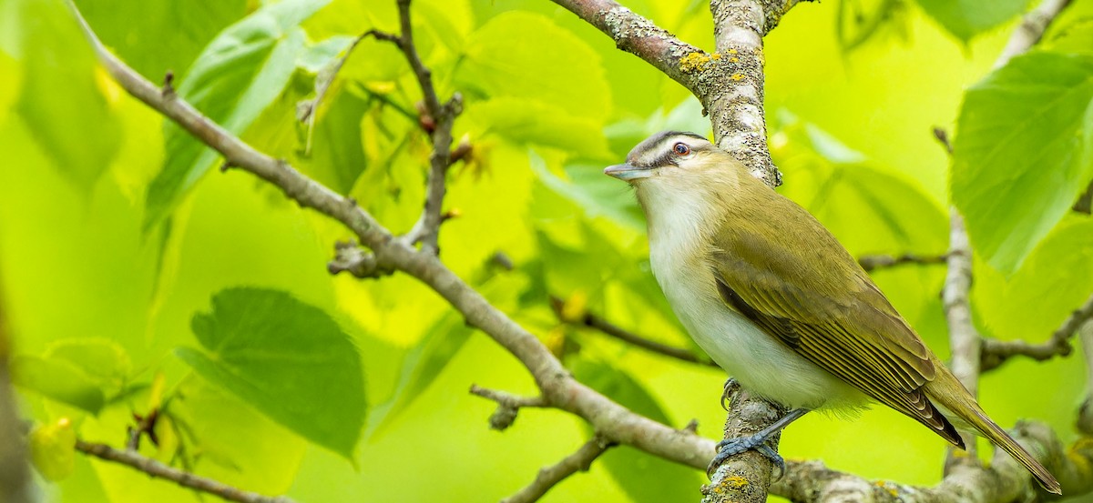 Red-eyed Vireo - ML624202010