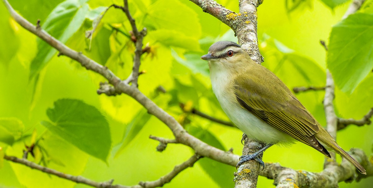 rødøyevireo - ML624202011