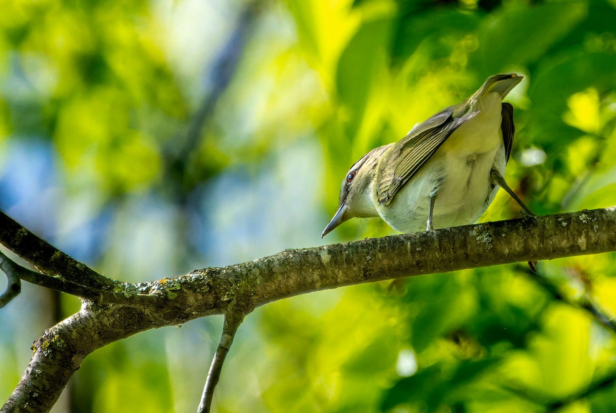 rødøyevireo - ML624202012