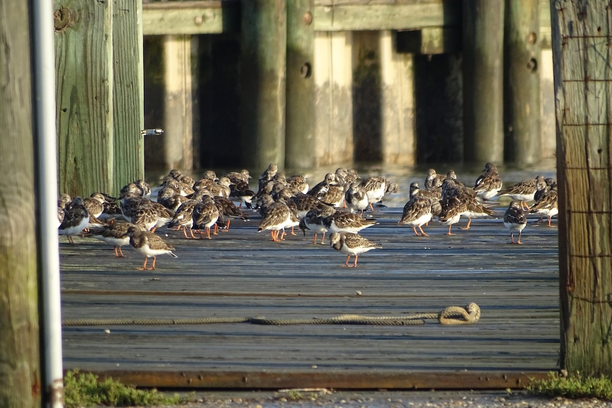 Ruddy Turnstone - ML624202013