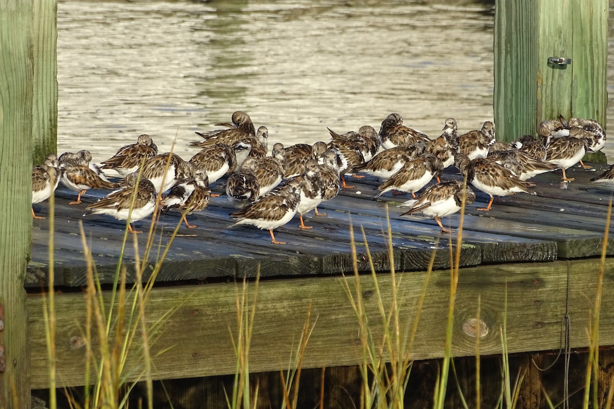 Ruddy Turnstone - ML624202014