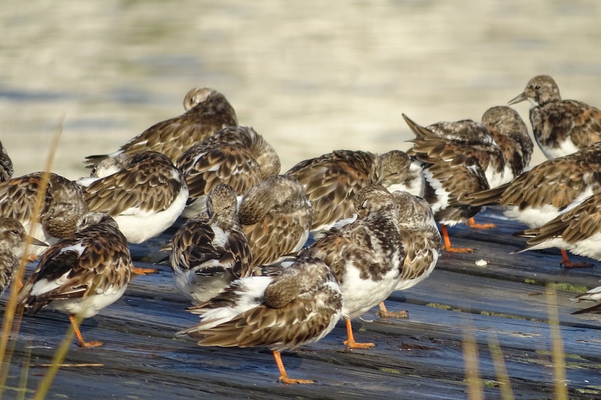 Ruddy Turnstone - ML624202015