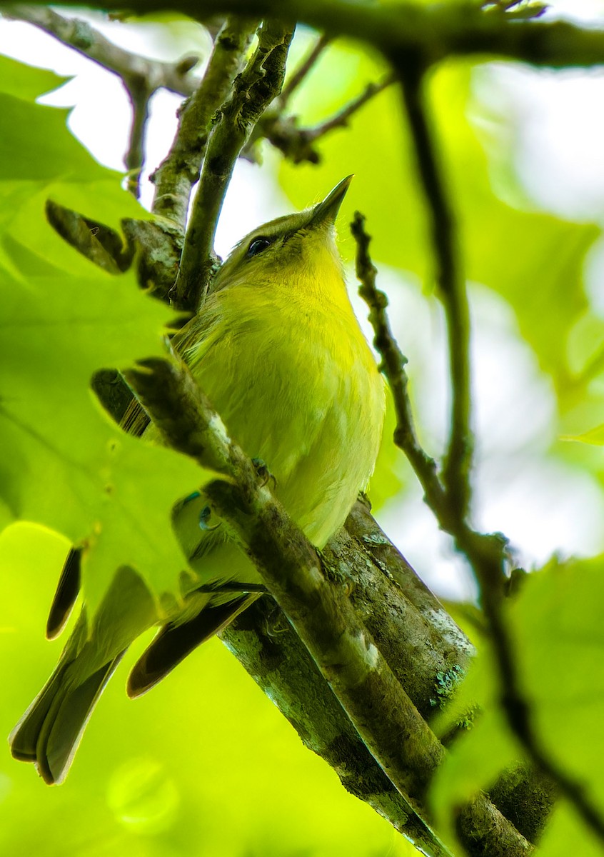 Philadelphia Vireo - ML624202023