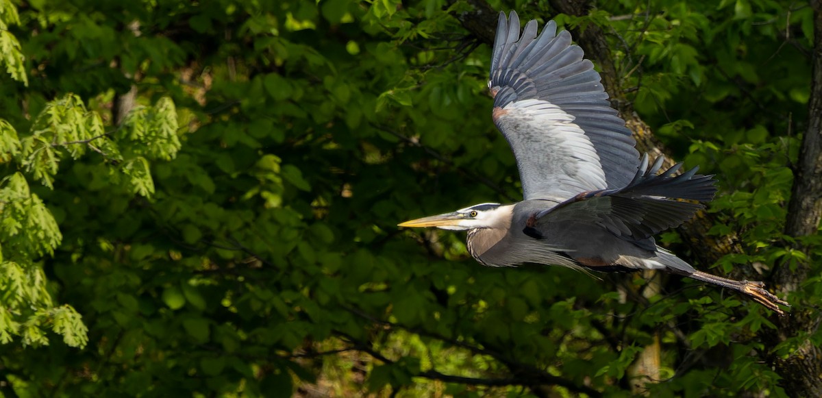 Great Blue Heron - ML624202034