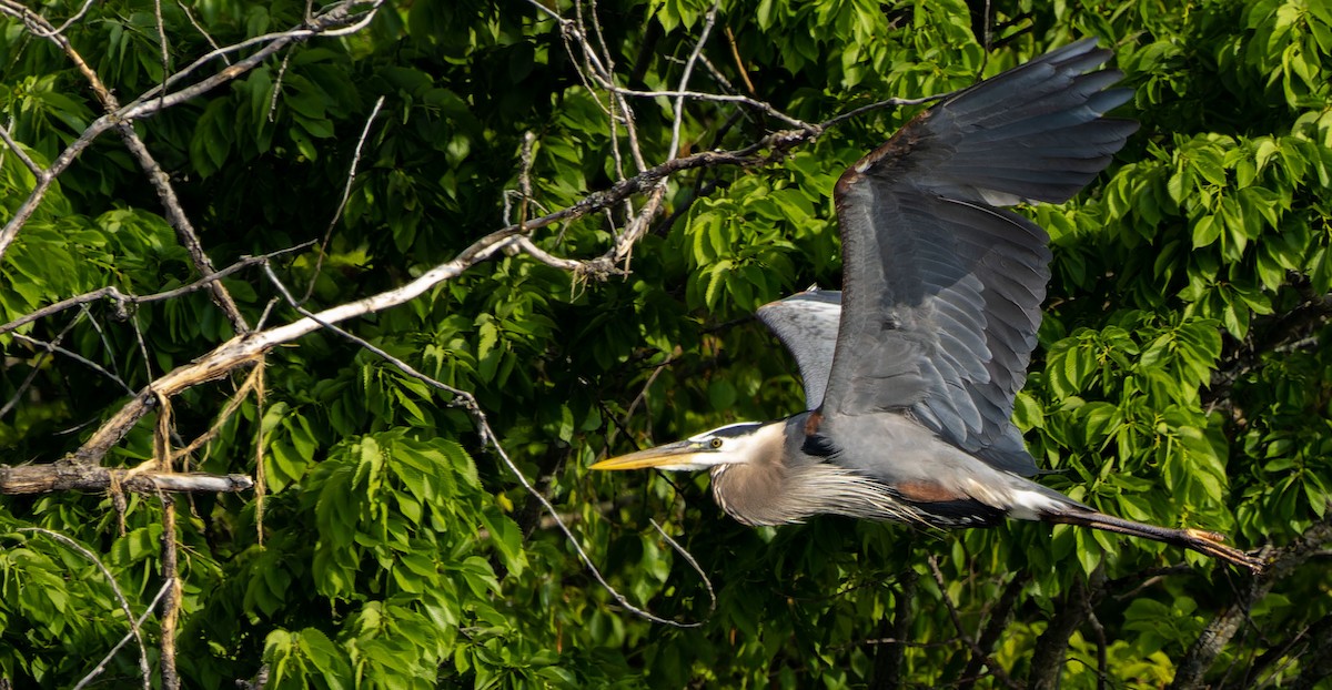 Great Blue Heron - ML624202035