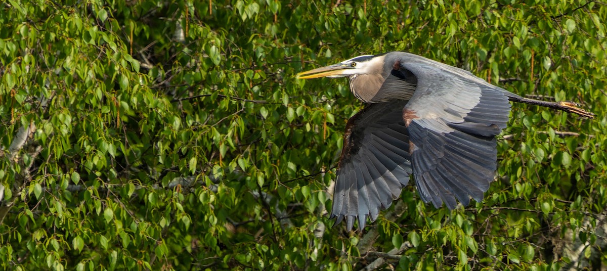 Great Blue Heron - ML624202036