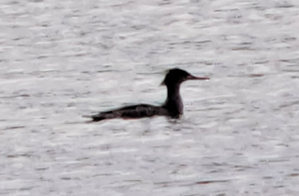 Red-breasted Merganser - Pierre Hendricks