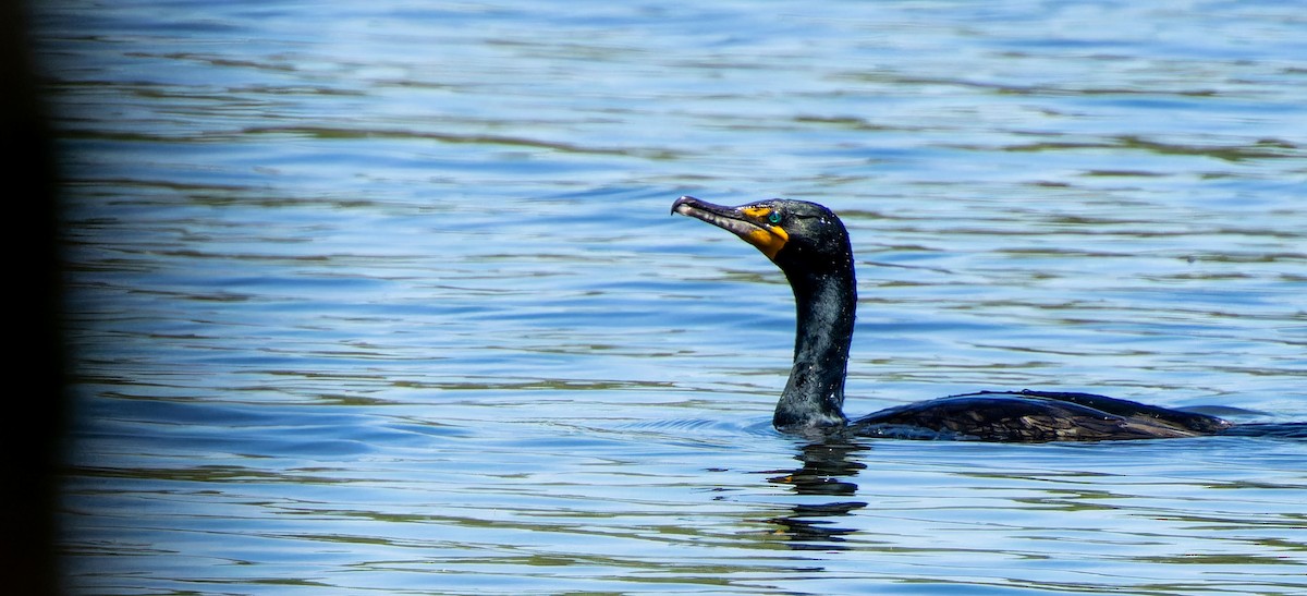 Double-crested Cormorant - ML624202044