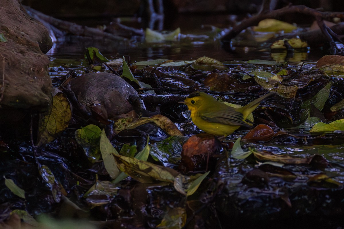 Wilson's Warbler - Daniel Griffith