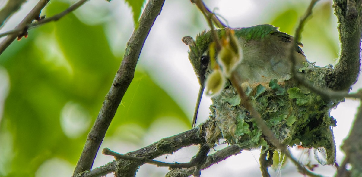 Ruby-throated Hummingbird - ML624202053