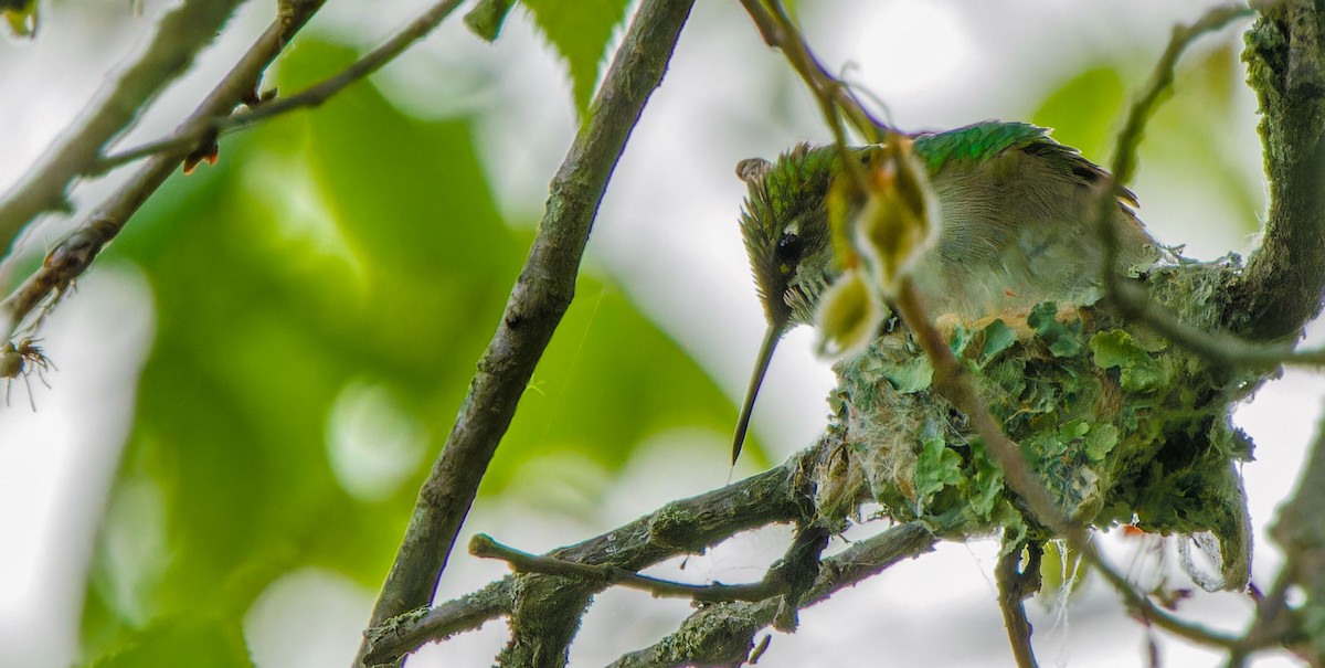 Ruby-throated Hummingbird - ML624202054