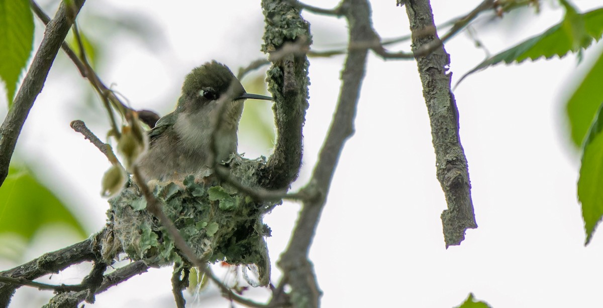 Ruby-throated Hummingbird - ML624202055