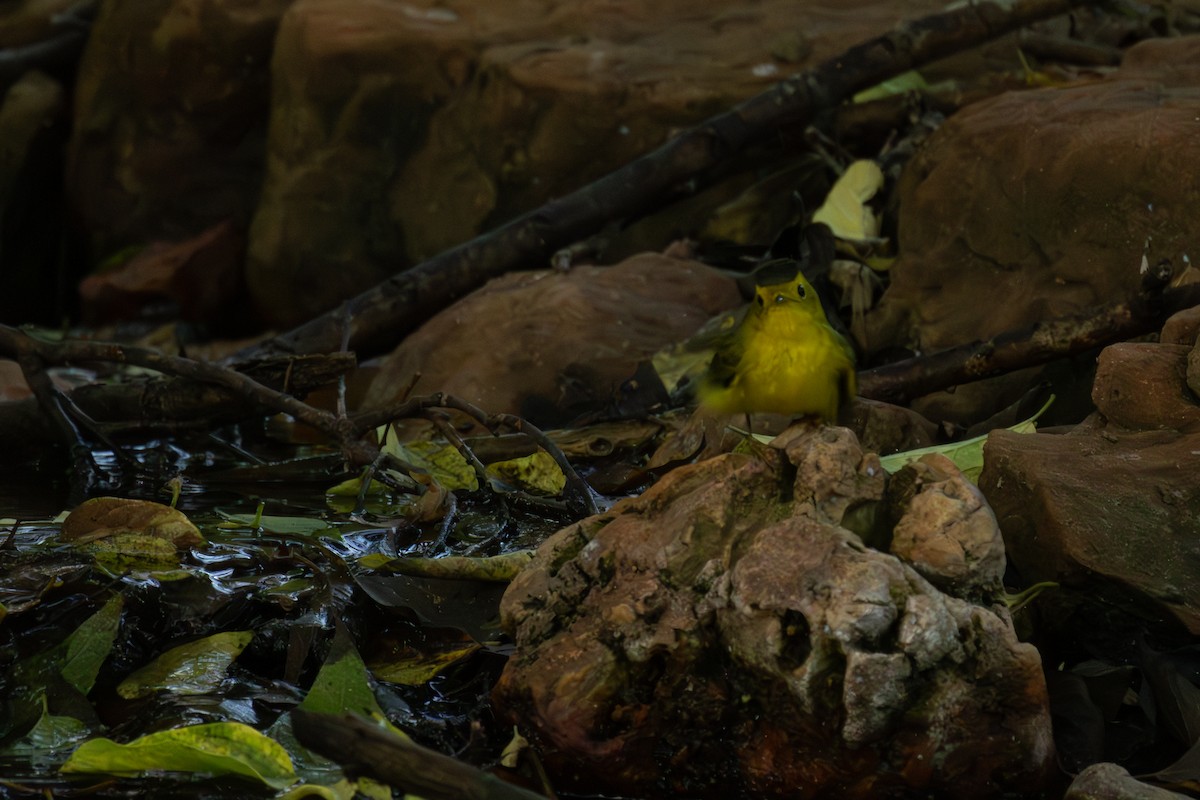 Wilson's Warbler - ML624202057