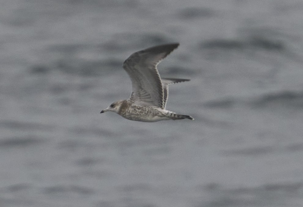 Ring-billed Gull - ML624202058