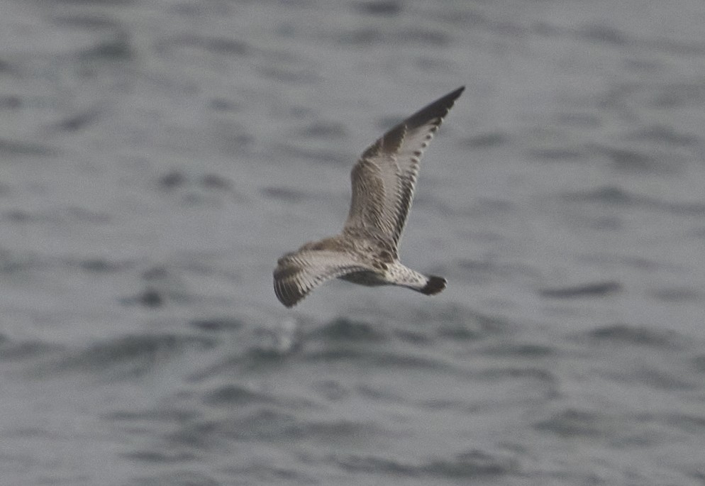 Ring-billed Gull - ML624202059