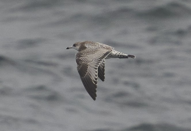 Ring-billed Gull - ML624202060