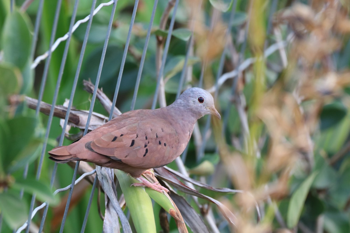 Ruddy Ground Dove - ML624202069