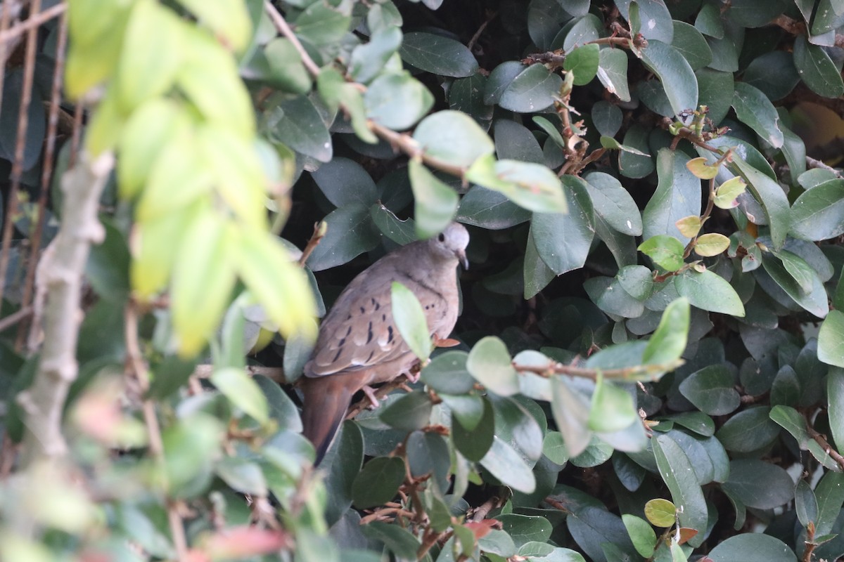 Ruddy Ground Dove - ML624202070