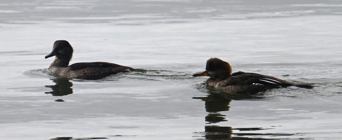 Hooded Merganser - ML624202071