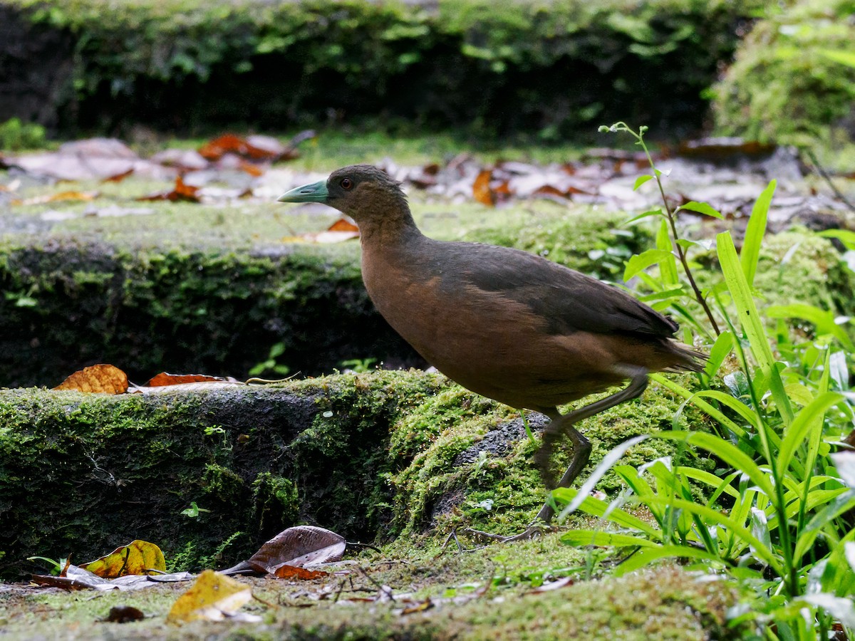 Isabelline Bush-hen - ML624202077