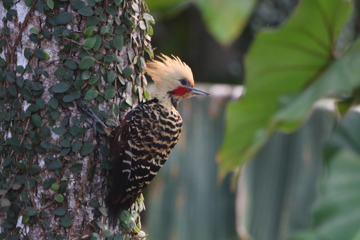 Blond-crested Woodpecker - ML624202079