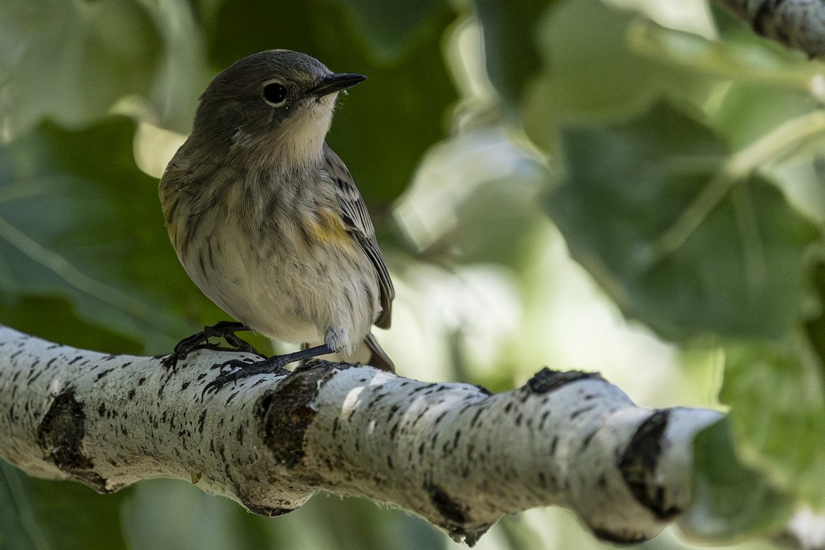 Yellow-rumped Warbler - ML624202087