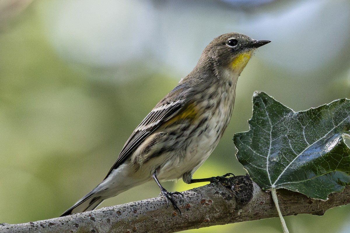 Yellow-rumped Warbler - ML624202088