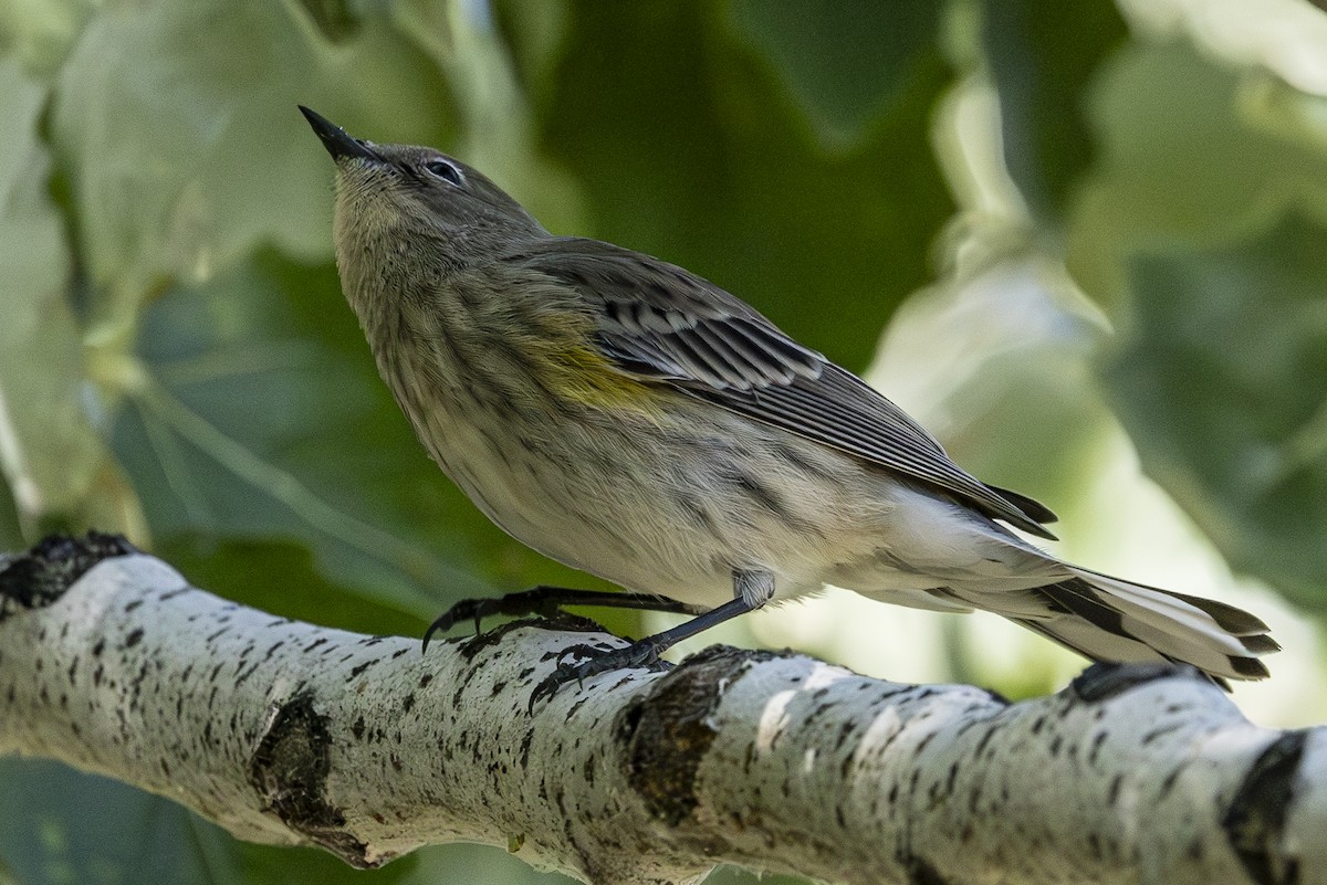 Yellow-rumped Warbler - ML624202089