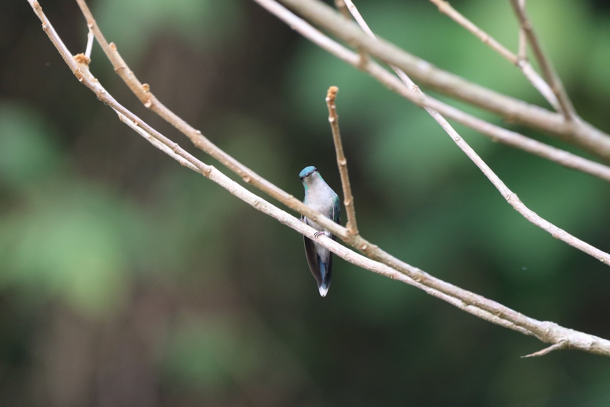 Violet-capped Woodnymph - ML624202094