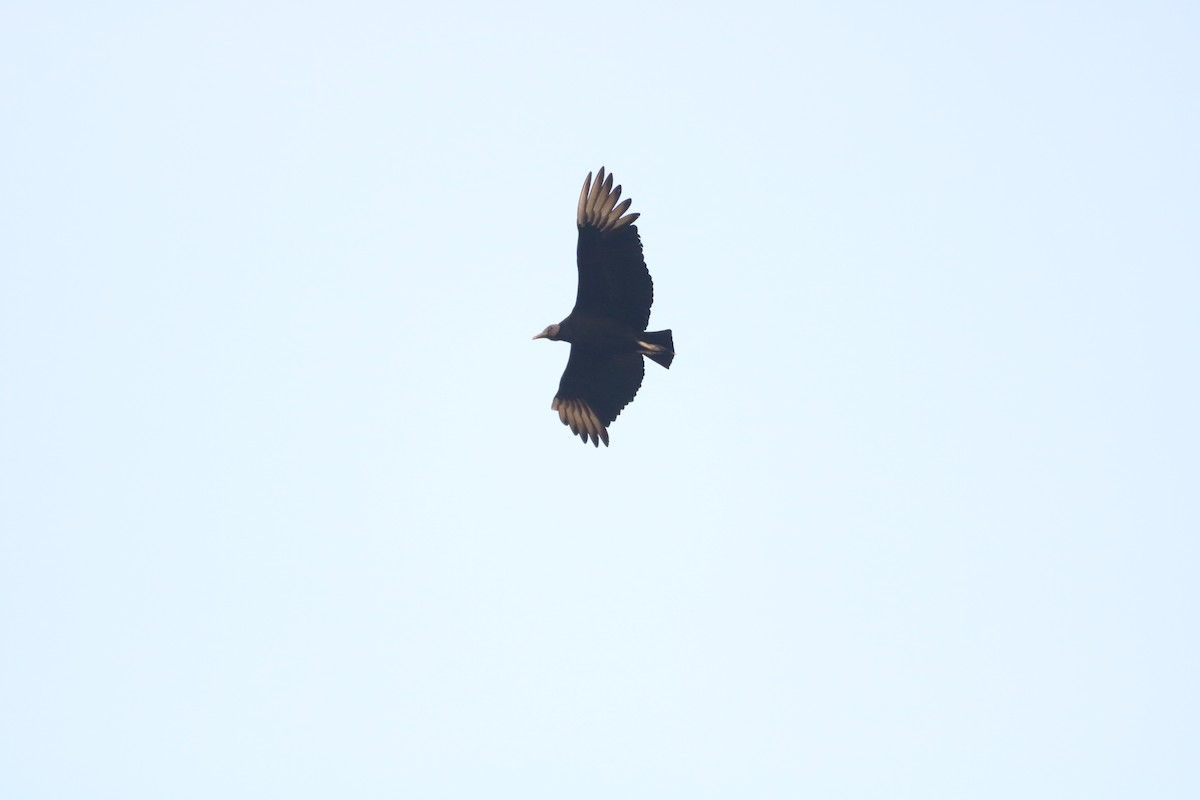 Black Vulture - ML624202100