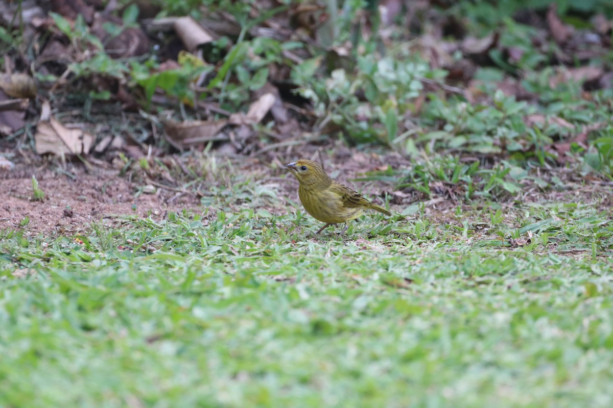 Saffron Finch - ML624202104