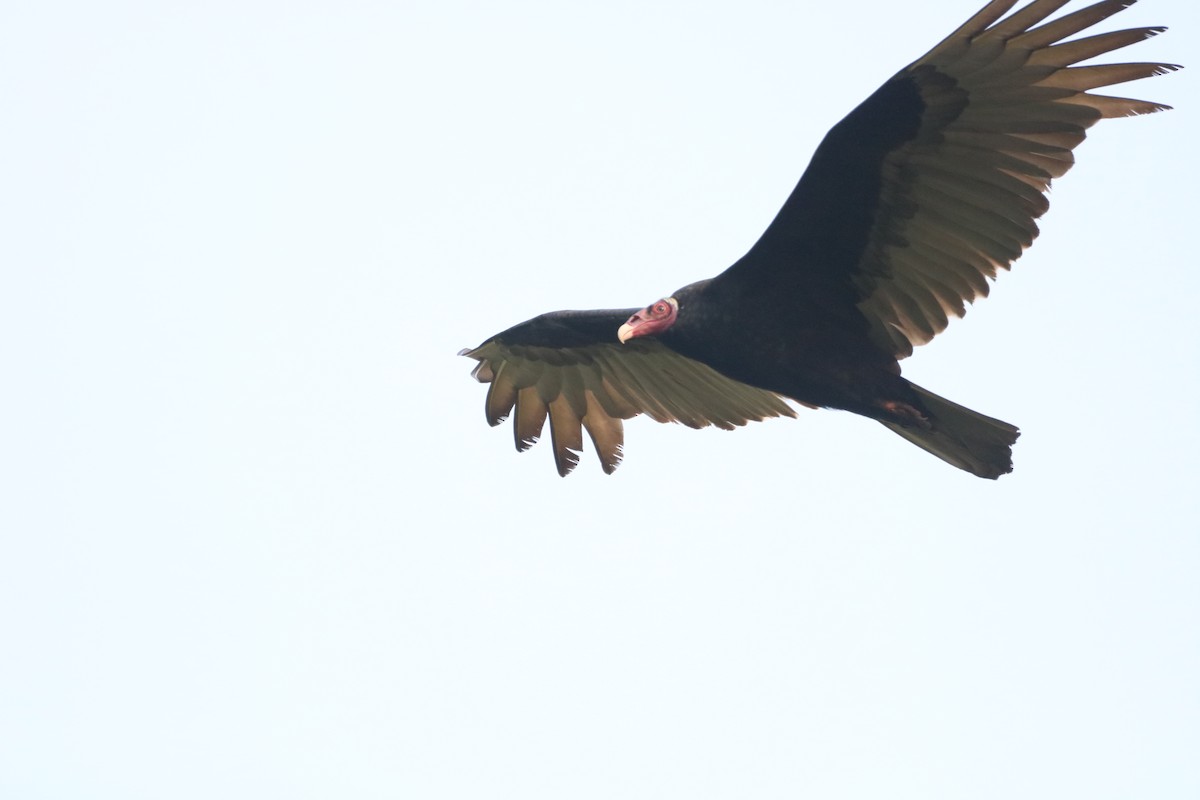 Turkey Vulture - ML624202119