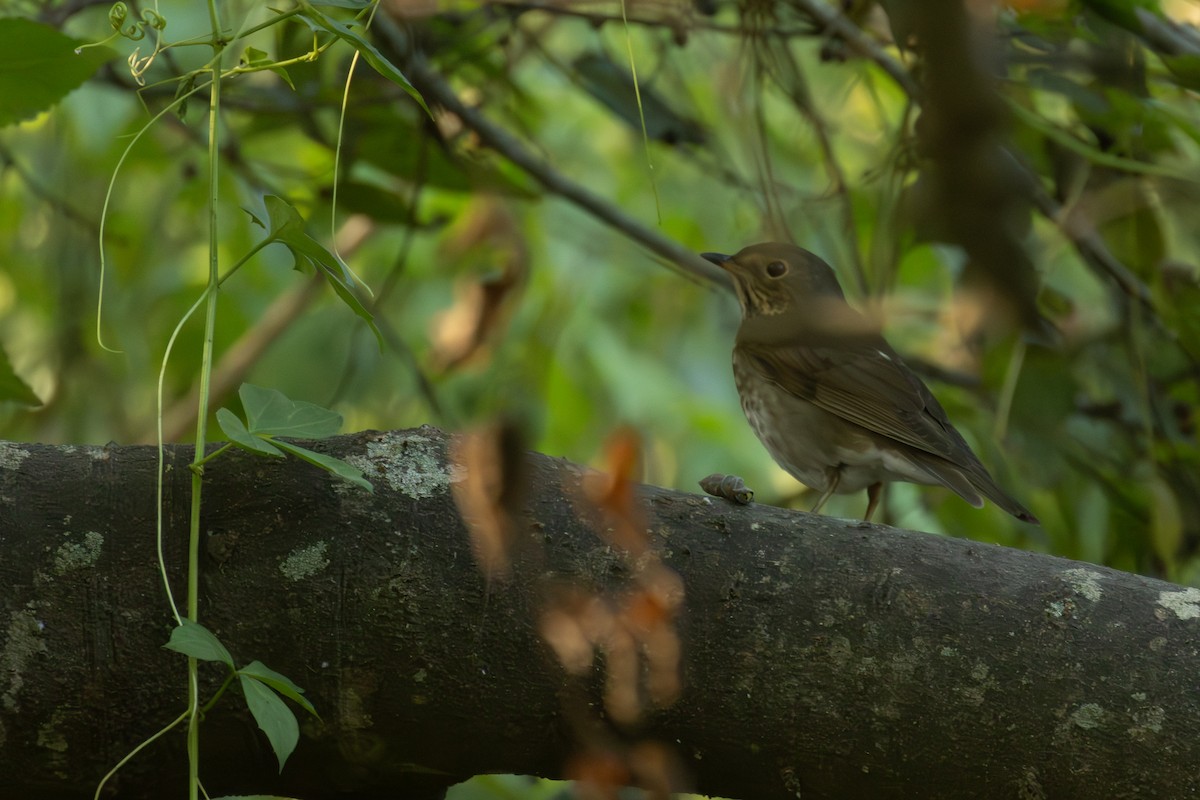 Swainson's Thrush - ML624202120